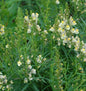  Italienisches Leinkraut Springside White - Linaria Purpurea