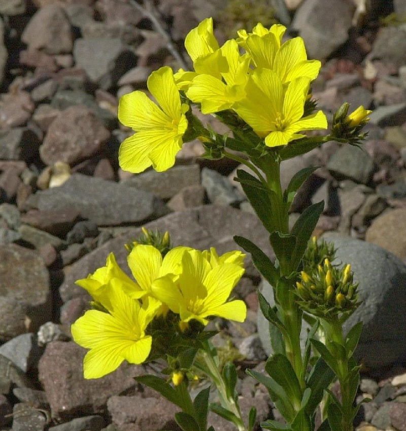  Gelbblühender Lein - Linum Flavum