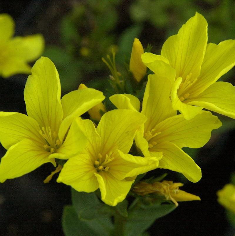  Goldflachs - Linum Flavum