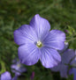  Französischer Lein - Linum Narbonense