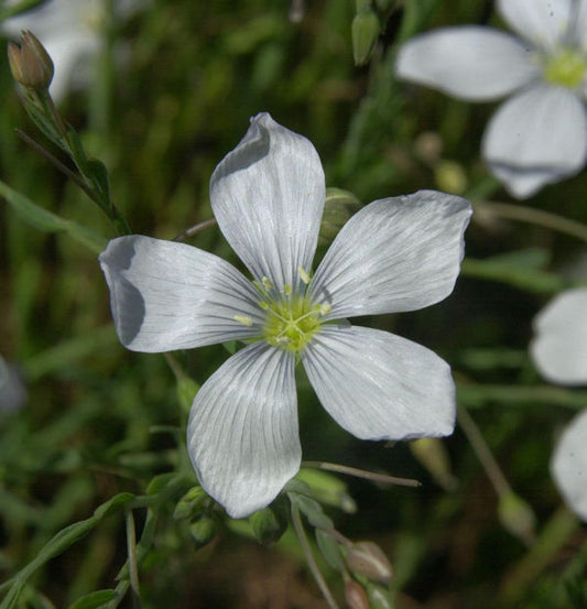  Lein Album - Linum Perenne