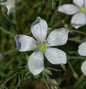  Lein Album - Linum Perenne