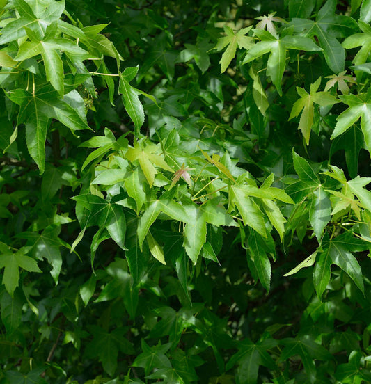  Säulen Amberbaum Slender Silhouette 80-100cm - Liquidambar Styraciflua