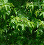  Säulen Amberbaum Slender Silhouette 80-100cm - Liquidambar Styraciflua