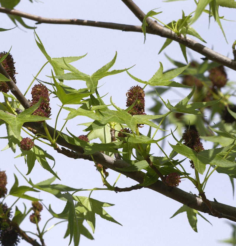  Säulen Amberbaum Stella 60-80cm - Liquidambar Styraciflua