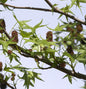  Säulen Amberbaum Stella 60-80cm - Liquidambar Styraciflua