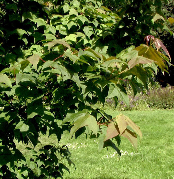  Taiwanesischer Amberbaum Ellen 100-125cm - Liquidambar Formosana