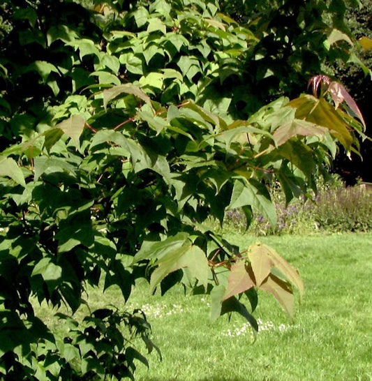  Taiwanesischer Amberbaum Ellen 100-125cm - Liquidambar Formosana