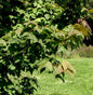  Taiwanesischer Amberbaum Ellen 100-125cm - Liquidambar Formosana