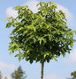  Hochstamm Kugel Amberbaum Gumball 60-80cm - Liquidambar Styraciflua