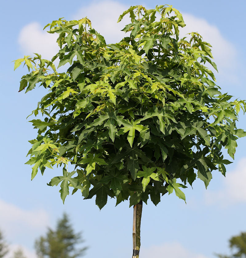  Hochstamm Kugel Amberbaum Gumball 100-125cm - Liquidambar Styraciflua
