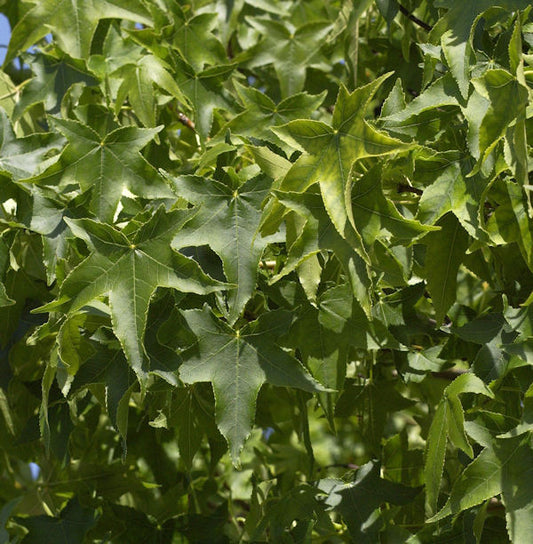  Kugel Amberbaum Gumball 50-60cm - Liquidambar Styraciflua