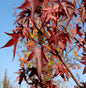  Amerikanischer Amberbaum Stared 100-125cm - Liquidambar Styraciflua