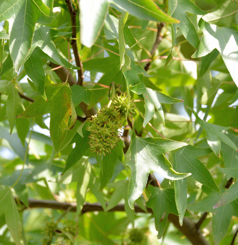  Schlankbleibender Amberbaum Worplesdon 60-80cm - Liquidambar Styraciflua