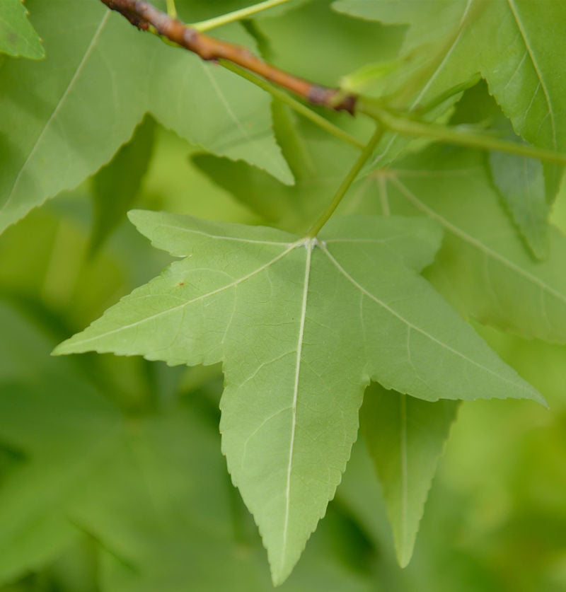 Amerikanischer Amberbaum 80-100cm - Liquidambar Styraciflua
