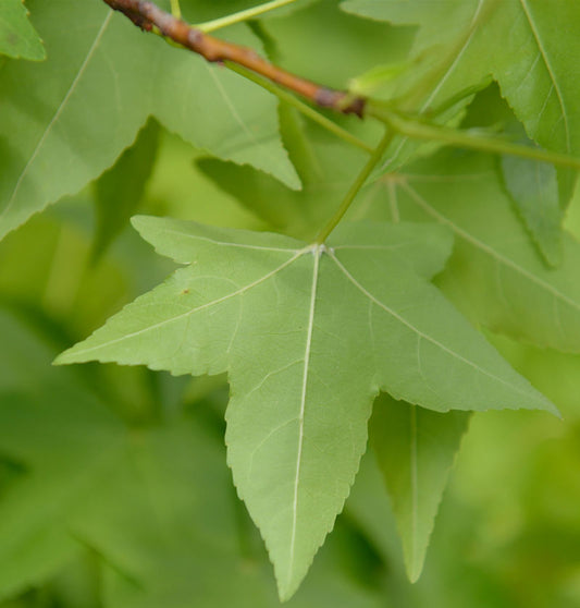  Amerikanischer Amberbaum 80-100cm - Liquidambar Styraciflua