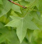  Amerikanischer Amberbaum 80-100cm - Liquidambar Styraciflua