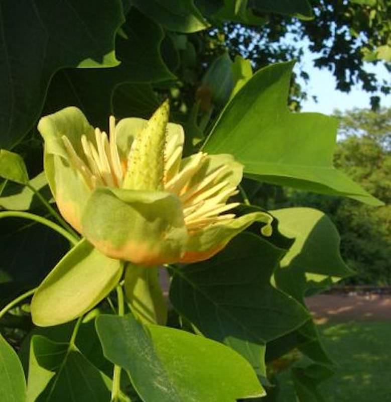  Amerikanischer Tulpenbaum 60-80cm - Liriodendron Tulipifera