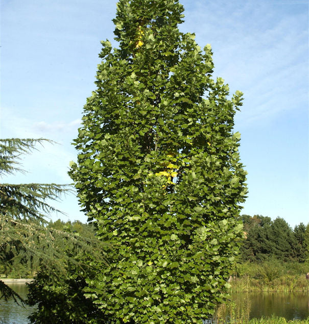  Säulentulpenbaum 60-80cm - Liriodendron Tulipifera