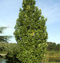  Säulentulpenbaum 60-80cm - Liriodendron Tulipifera