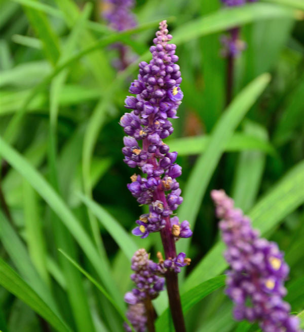  Lilientraube Royal Purple - Liriope Muscaria