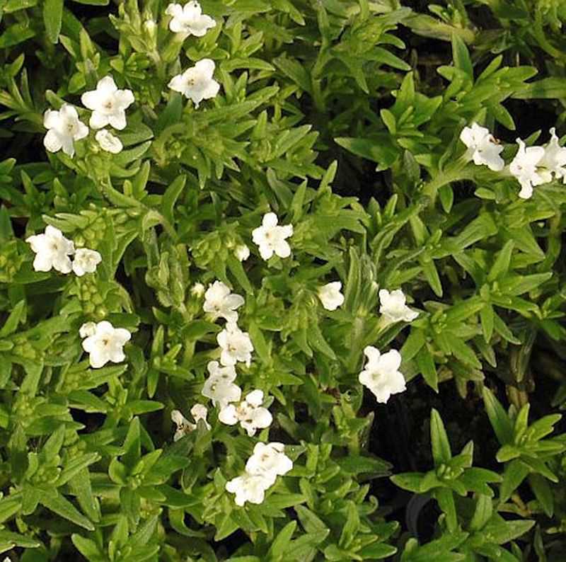  Steinsamen Alba - Lithodora Diffusa
