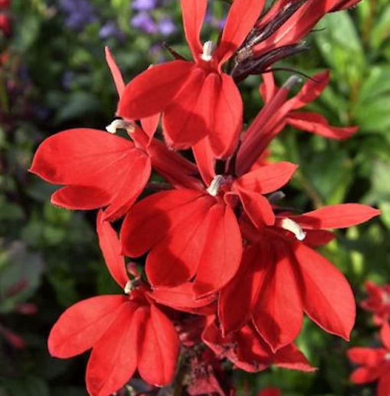 Prachtlobelie Scarlet - Lobelia Speciosa Scarlet