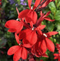  Prachtlobelie Scarlet - Lobelia Speciosa Scarlet