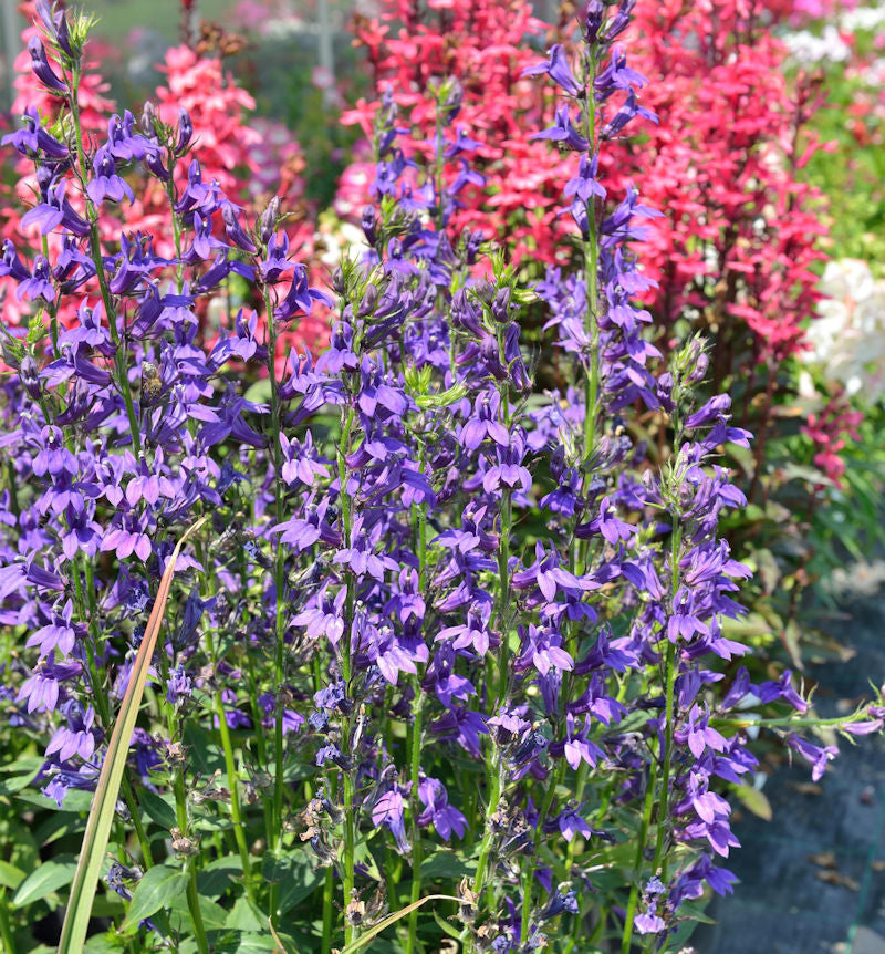  Prachtlobelie Starship Blue - Großer Topf - Lobelia Speciosa