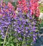  Prachtlobelie Starship Blue - Großer Topf - Lobelia Speciosa