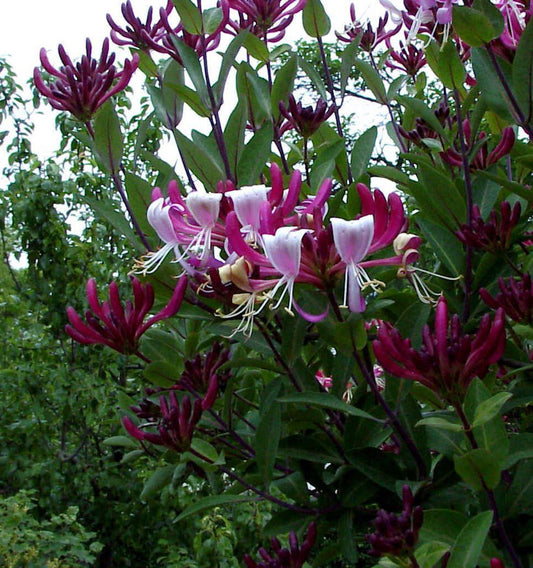  Geißschlinge Goldflame 40-60cm - Lonicera Heckrottii