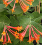  Rote Geisschlinge Dropmore Scarlet 80-100cm - Lonicera Brownii