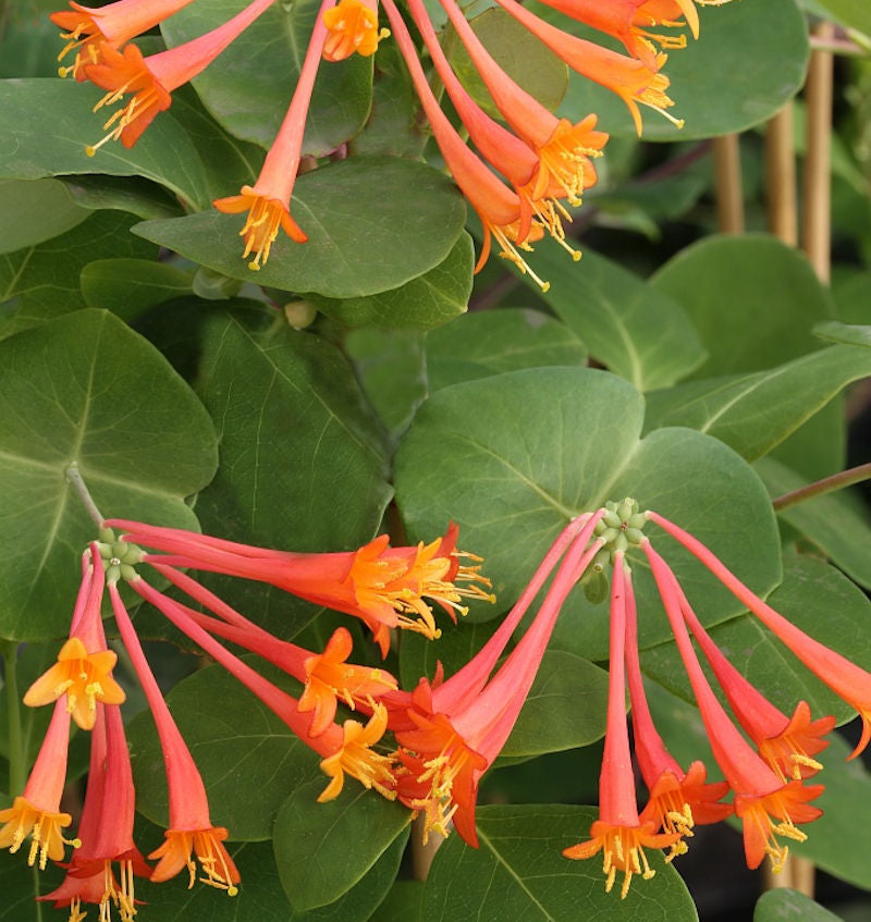  Rote Geisschlinge Dropmore Scarlet 60-80cm - Lonicera Brownii