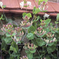  Jelängerlelieber 40-60cm - Lonicera Caprifolium