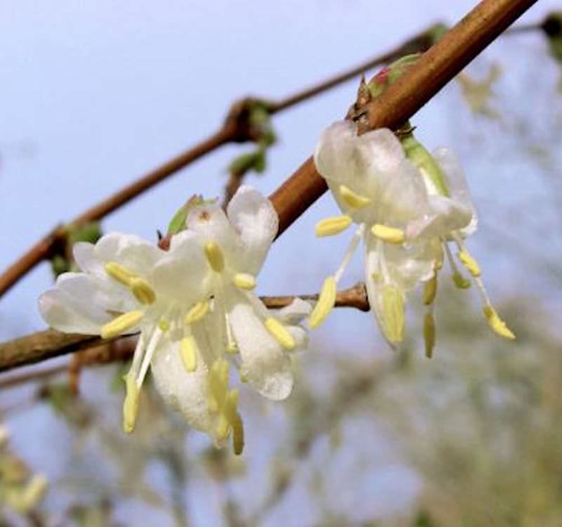  Wohlriechende Heckenkirsche 40-60cm - Lonicera Fragrantissima