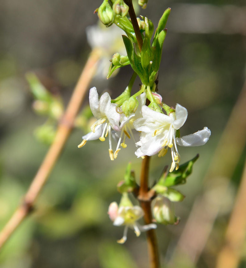 Wohlriechende Heckenkirsche Sweet Caroline 60-80cm - Lonicera Fragrantissima