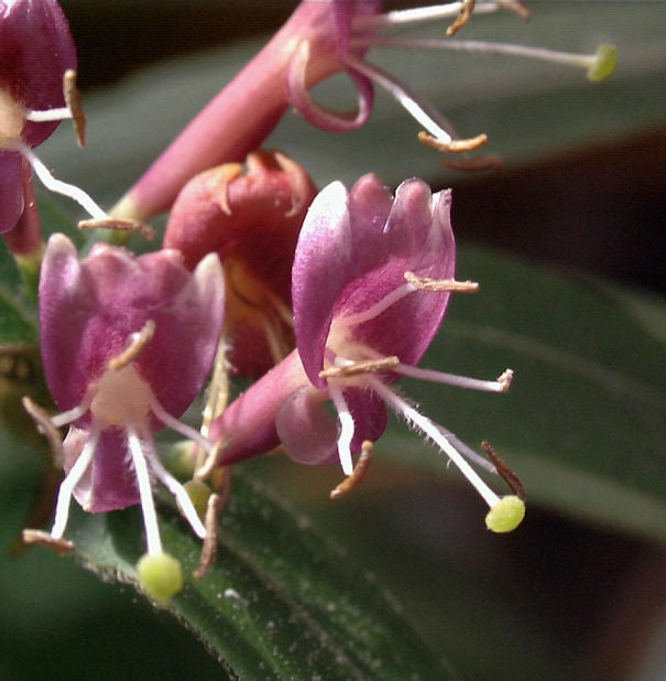 Immergrüne Geißschlinge 40-60cm - Lonicera Henryi
