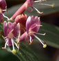  Immergrüne Geißschlinge 40-60cm - Lonicera Henryi