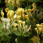  Japanisches Geisblatt Halliana 100-125cm - Lonicera Japonica