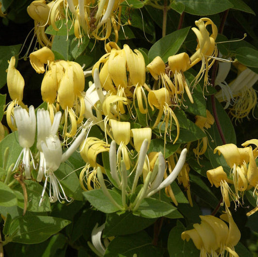  Japanisches Geisblatt Halliana 40-60cm - Lonicera Japonica