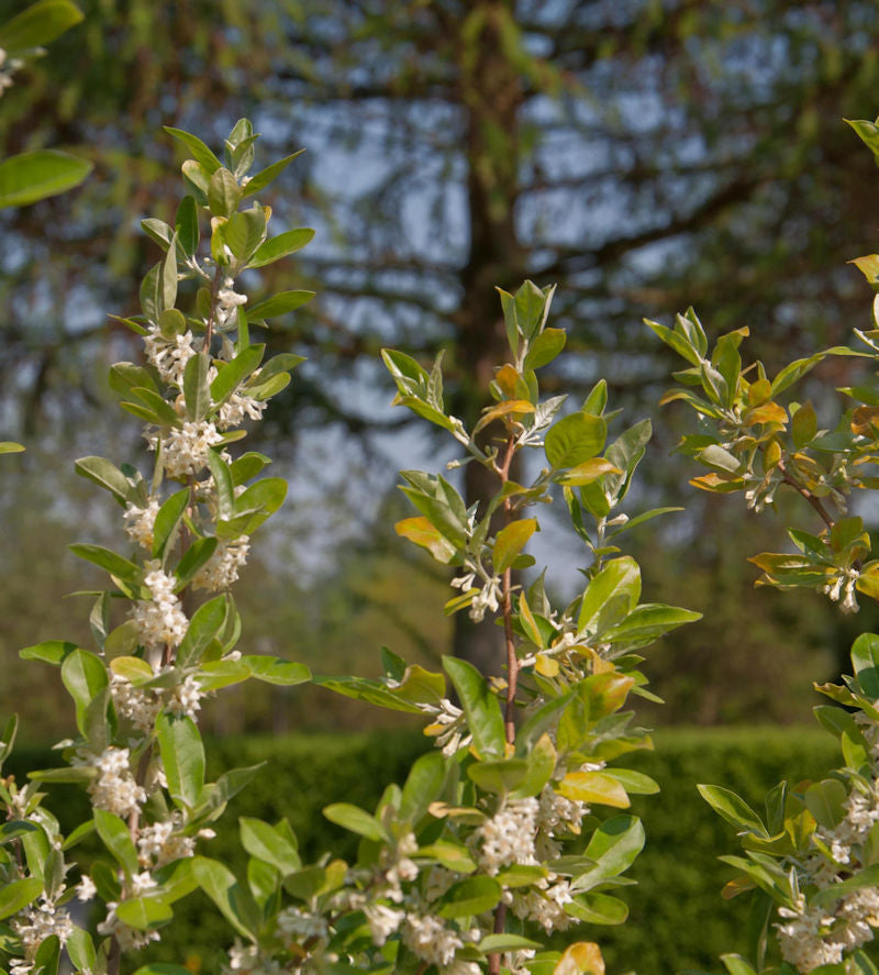  Heckenkirsche MyBerry® Bee 25-30cm - Lonicera Kamtschatica