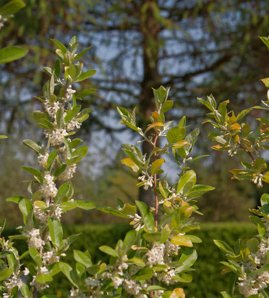  Heckenkirsche MyBerry® Bee 25-30cm - Lonicera Kamtschatica