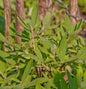  Honigbeere MyBerry® Farm 30-40cm - Lonicera Kamtschatica