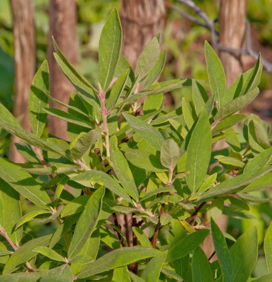  Honigbeere MyBerry® Farm 25-30cm - Lonicera Kamtschatica