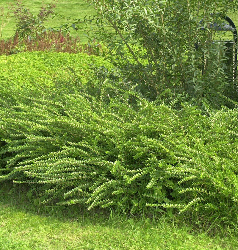  Böschungsmyrte Moss Green 20-30cm - Lonicera Nitida