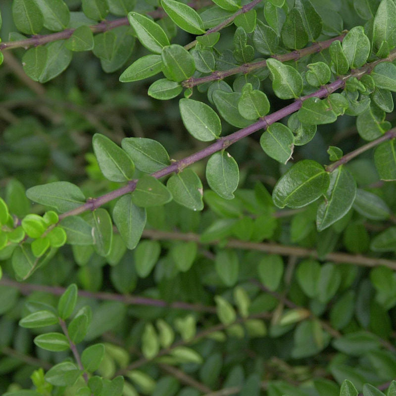  Heckenmyrte Scoop 40-60cm - Lonicera Nitida