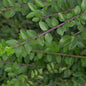  Heckenmyrte Scoop 40-60cm - Lonicera Nitida