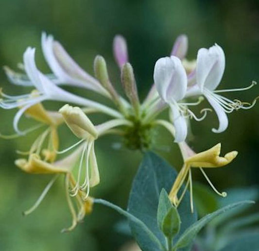  Waldgeisblatt 60-80cm - Lonicera Periclymenum