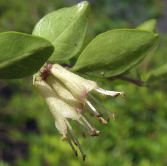  Böschungsmyrte 30-40cm - Lonicera Pileata