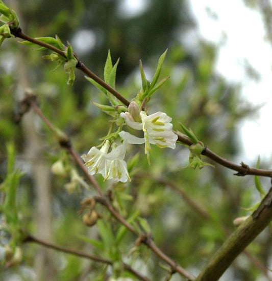  Winter Heckenkirsche Winter Beauty 60-80cm - Lonicera Purpusii